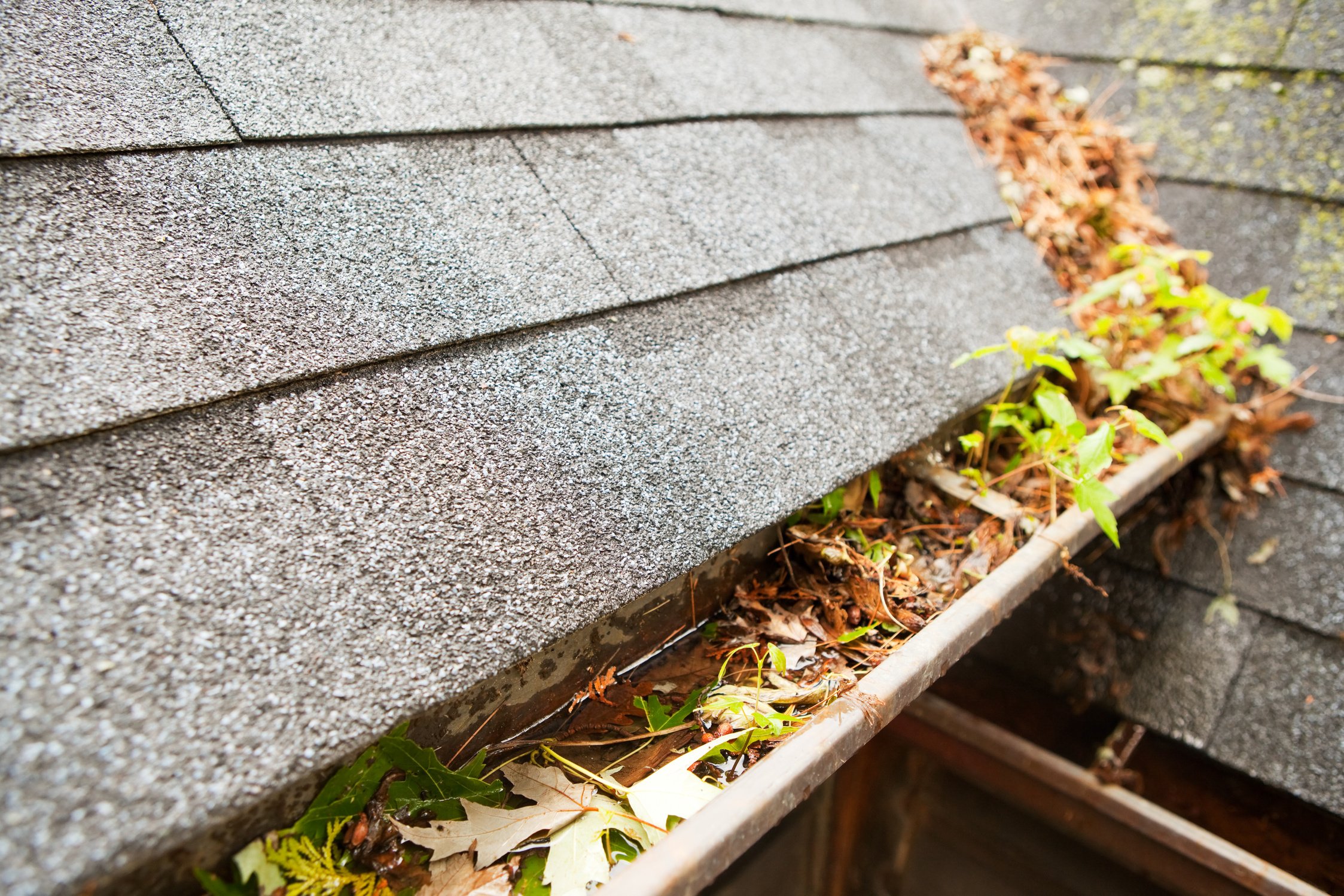 Clogged and Dirty Copper Rain Gutter