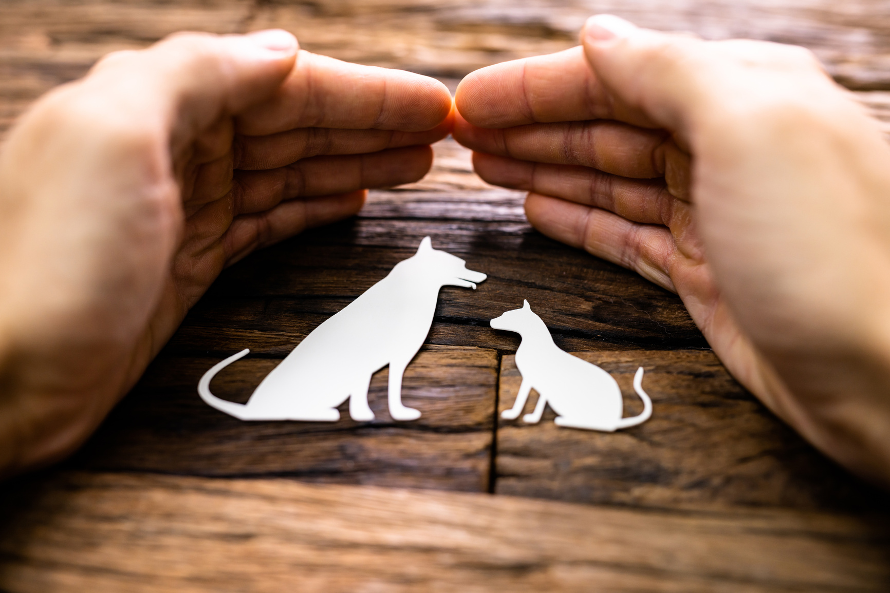 Person's Hands Protecting Dog and Cat Paper Cutouts